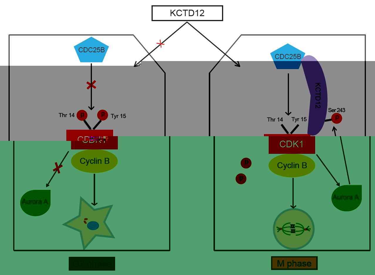 何慶瑜、李斌課題組在《Oncogene》發表細胞周期調節因子研究的突破性發現