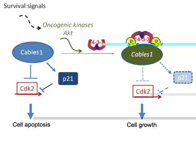 石智課題組在《Cancer Research》和《Oncogene》報道抑癌蛋白Cables1新的功能及其調控機制